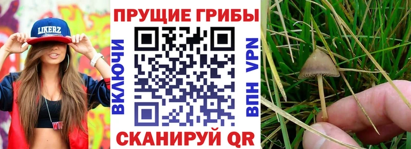 МЕГА ссылки  Вольск  Галлюциногенные грибы Cubensis  магазин продажи  